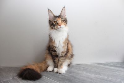 Despina